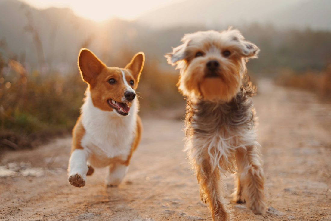 How to Choose the Perfect Dog Harness: Comfort, Style, and Safety