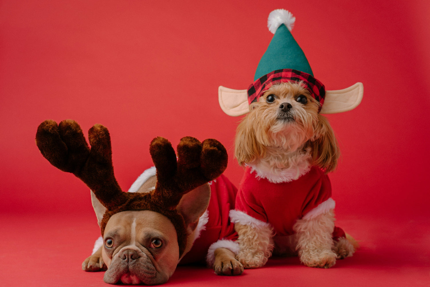 Clothing, Travel & Accessories for Dogs