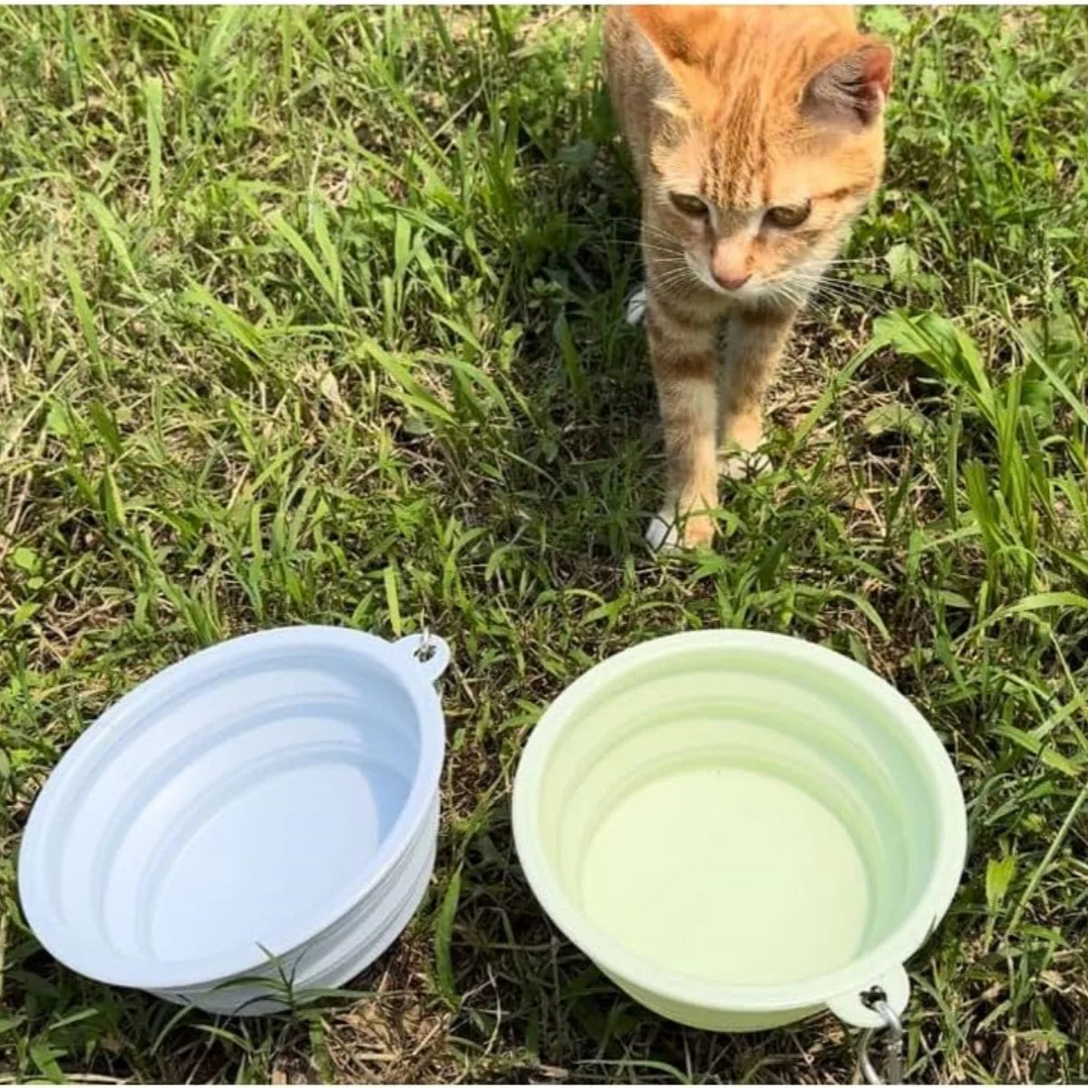 Portable and Collapsible Silicone Dog Travel Bowl