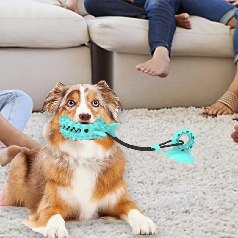 Dog Suction Cup