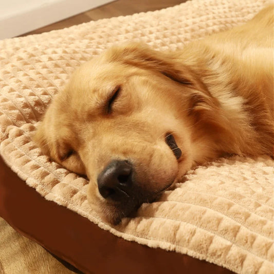 Premium Dog Bed and Cushion